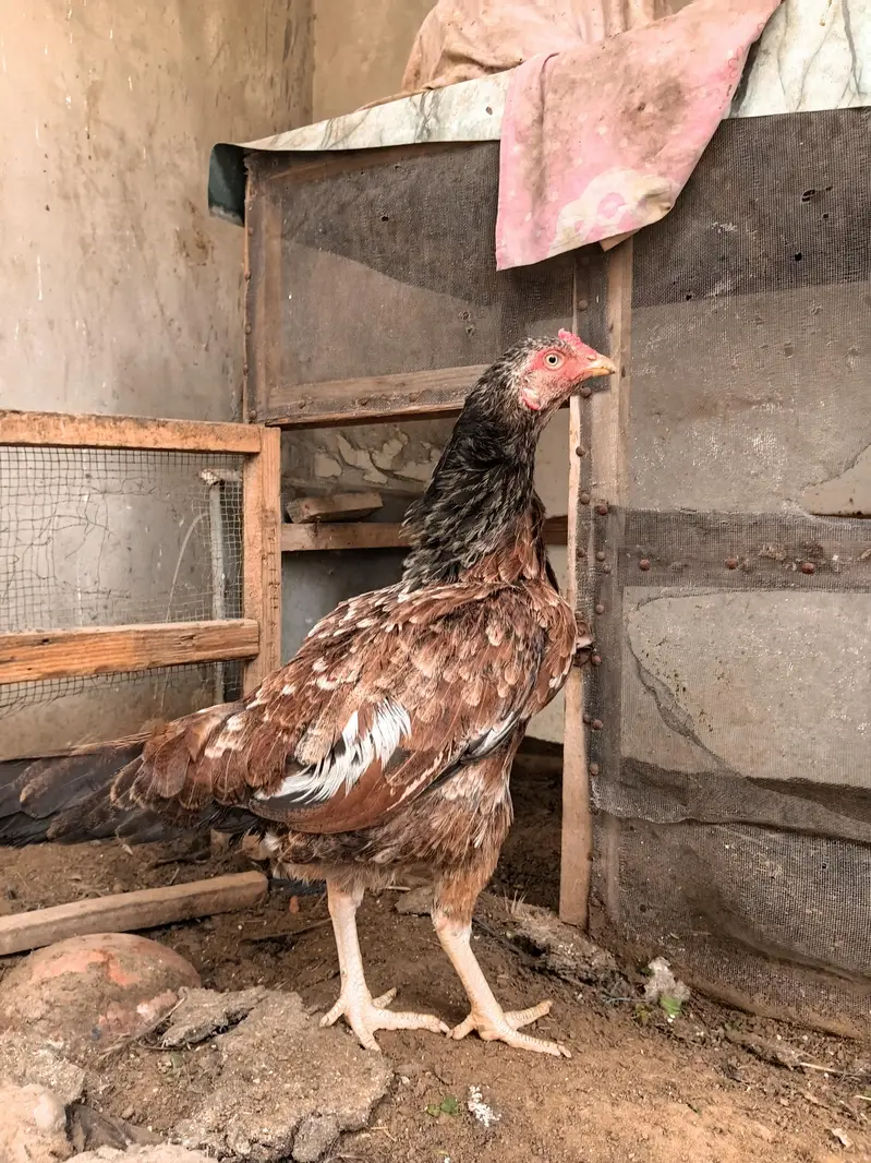 Aseel Amroha Female — photo 7