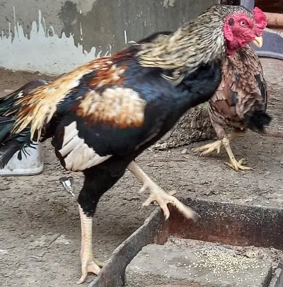 Aseel Amroha Female — photo 8