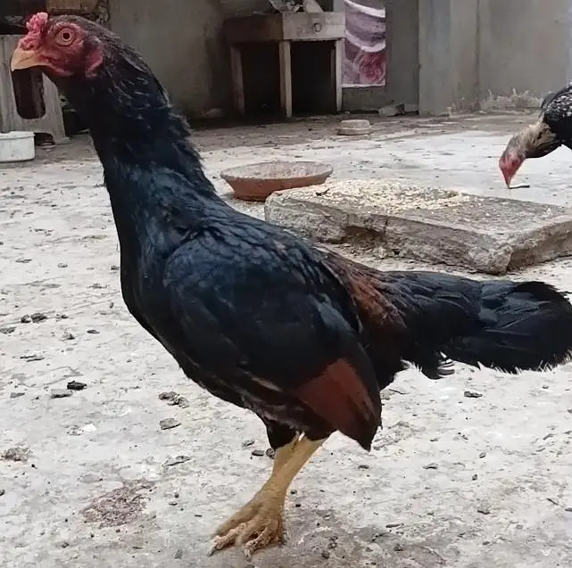 Aseel Amroha Female — photo 9