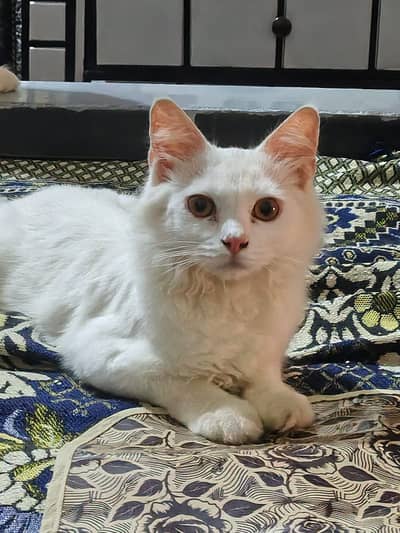 Persian Male Kitten For Sale