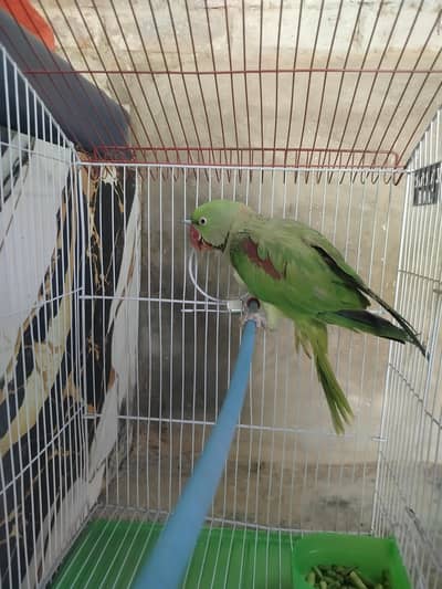 Raw Ringneck Parrot for Sale - Male (Ring Starting)