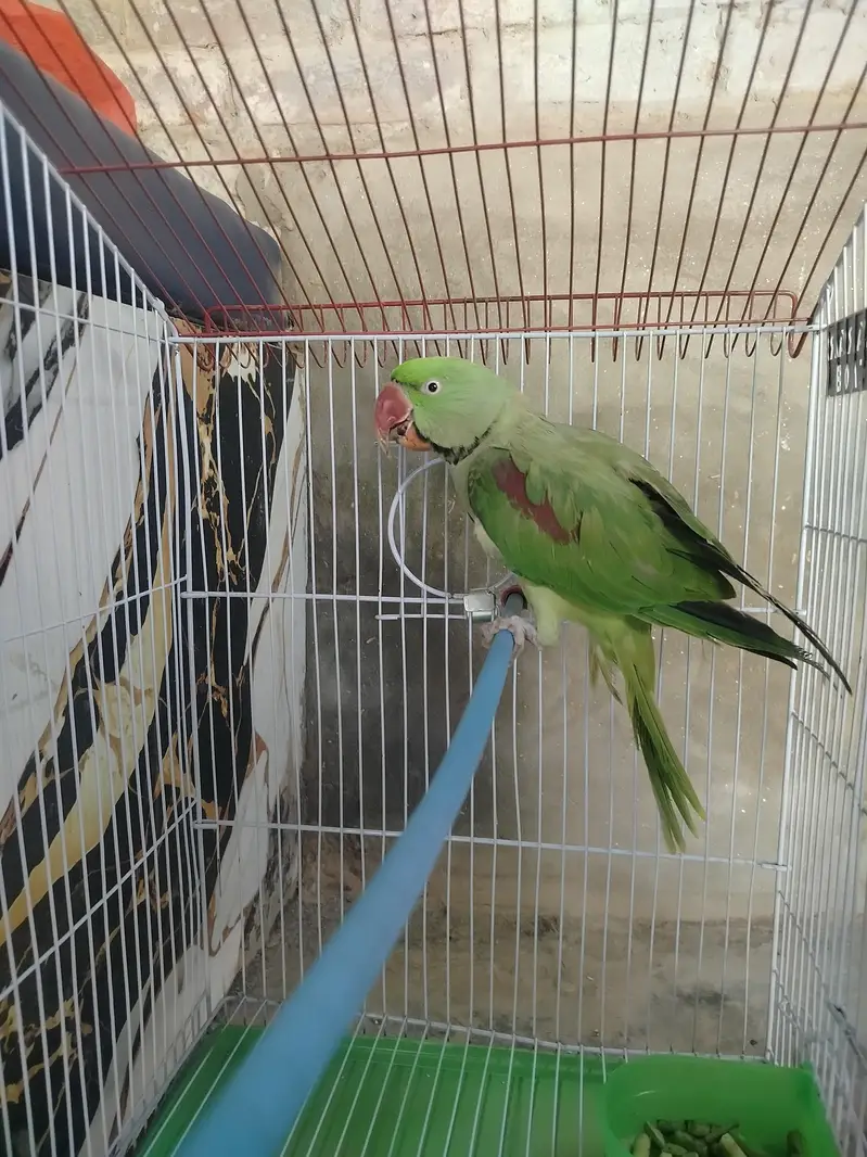 Raw Ringneck Parrot for Sale - Male (Ring Starting) — photo 2