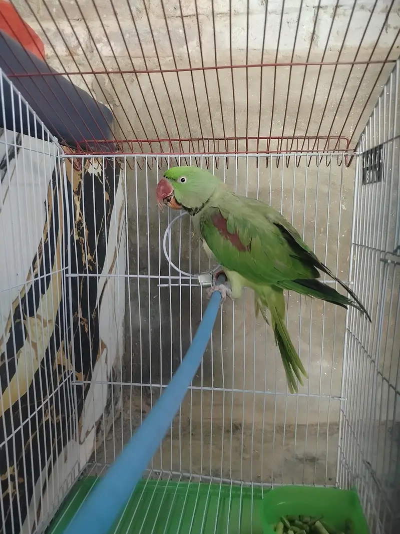 Raw Ringneck Parrot for Sale - Male (Ring Starting) — photo 3