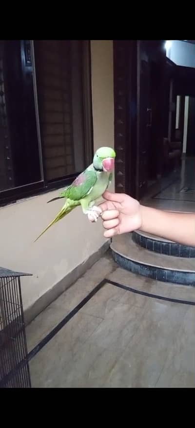 Raw parrot 