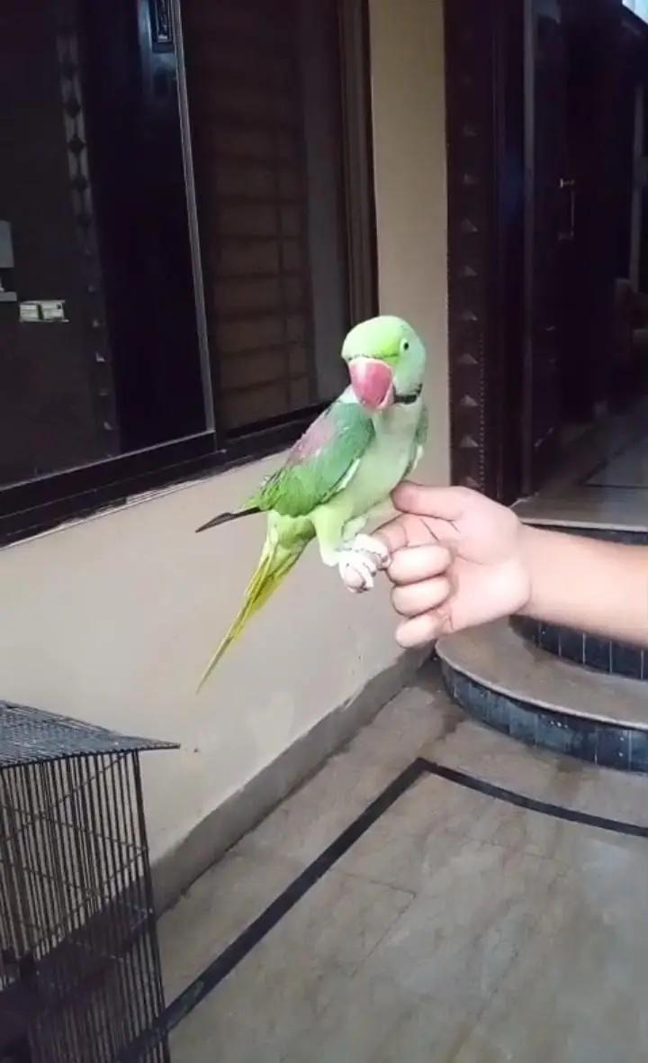 Raw parrot  — photo 2