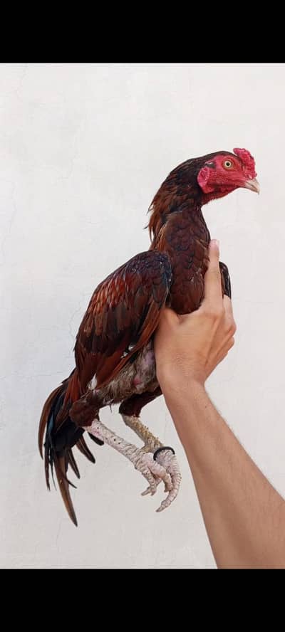 Aseel male for sale