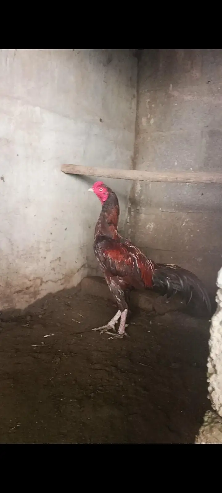 Aseel male for sale — photo 2