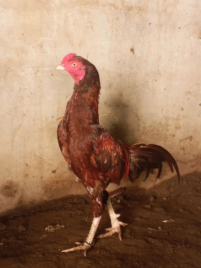 Aseel male for sale — photo 3
