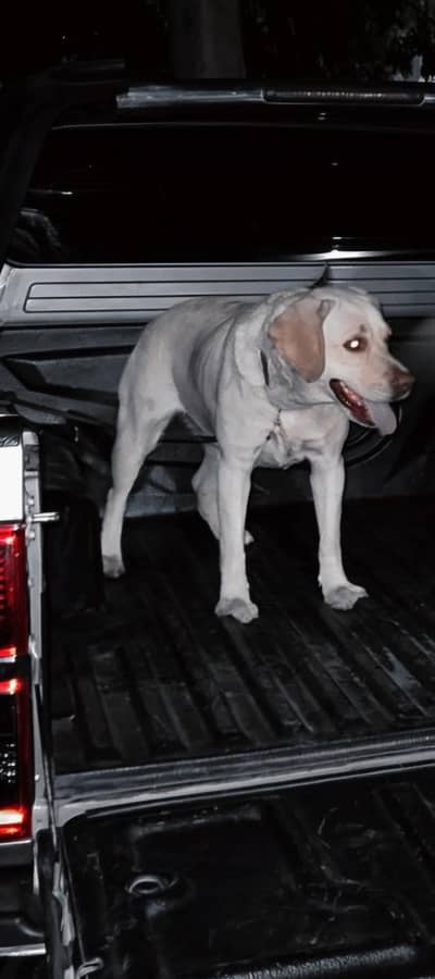 Selling a female labrador