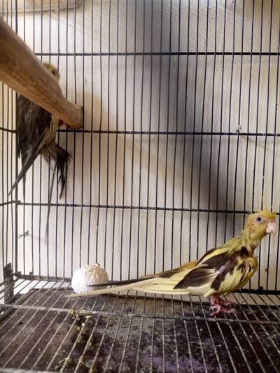 healthy active breeder pairs of cocktail