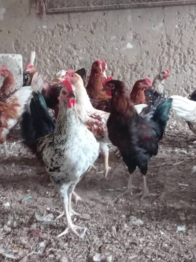 hens mix breed