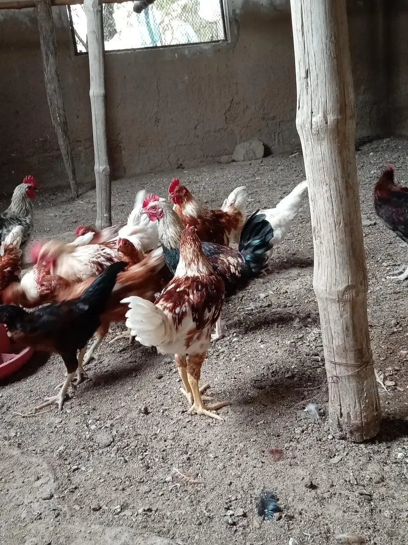 hens mix breed — photo 2