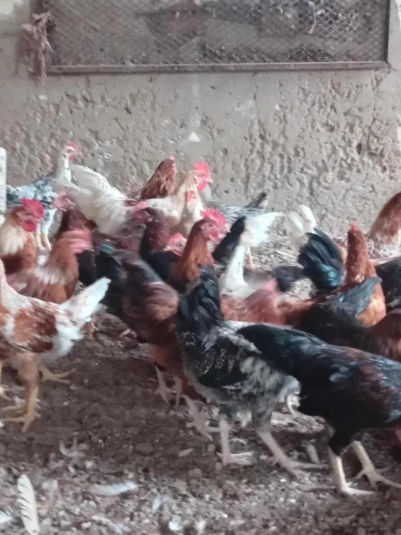hens mix breed — photo 3