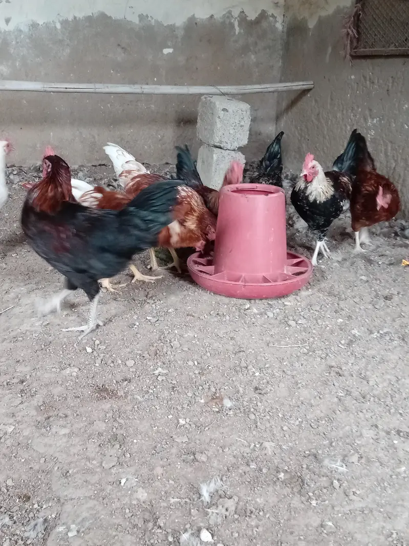 hens mix breed — photo 4