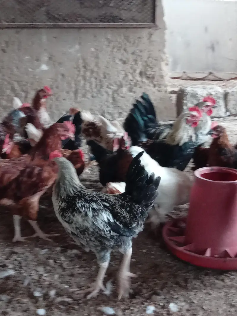hens mix breed — photo 5