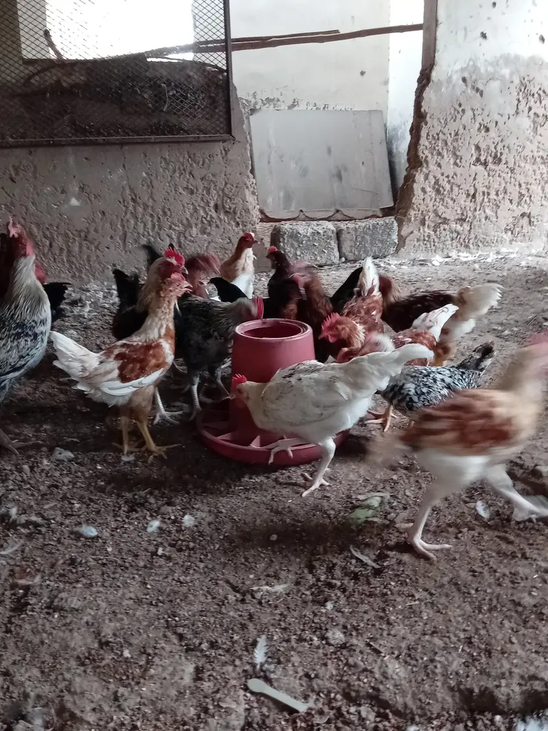 hens mix breed — photo 6