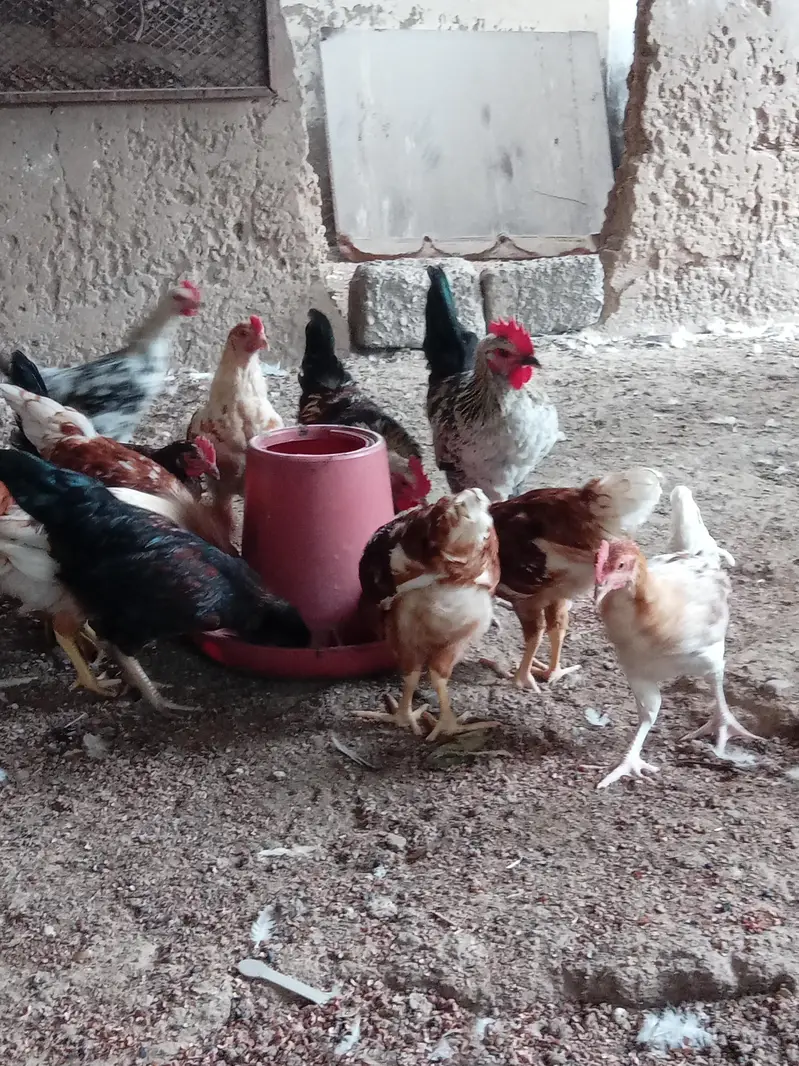 hens mix breed — photo 7
