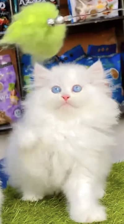Persian kittens whatp 0370 ///4602310