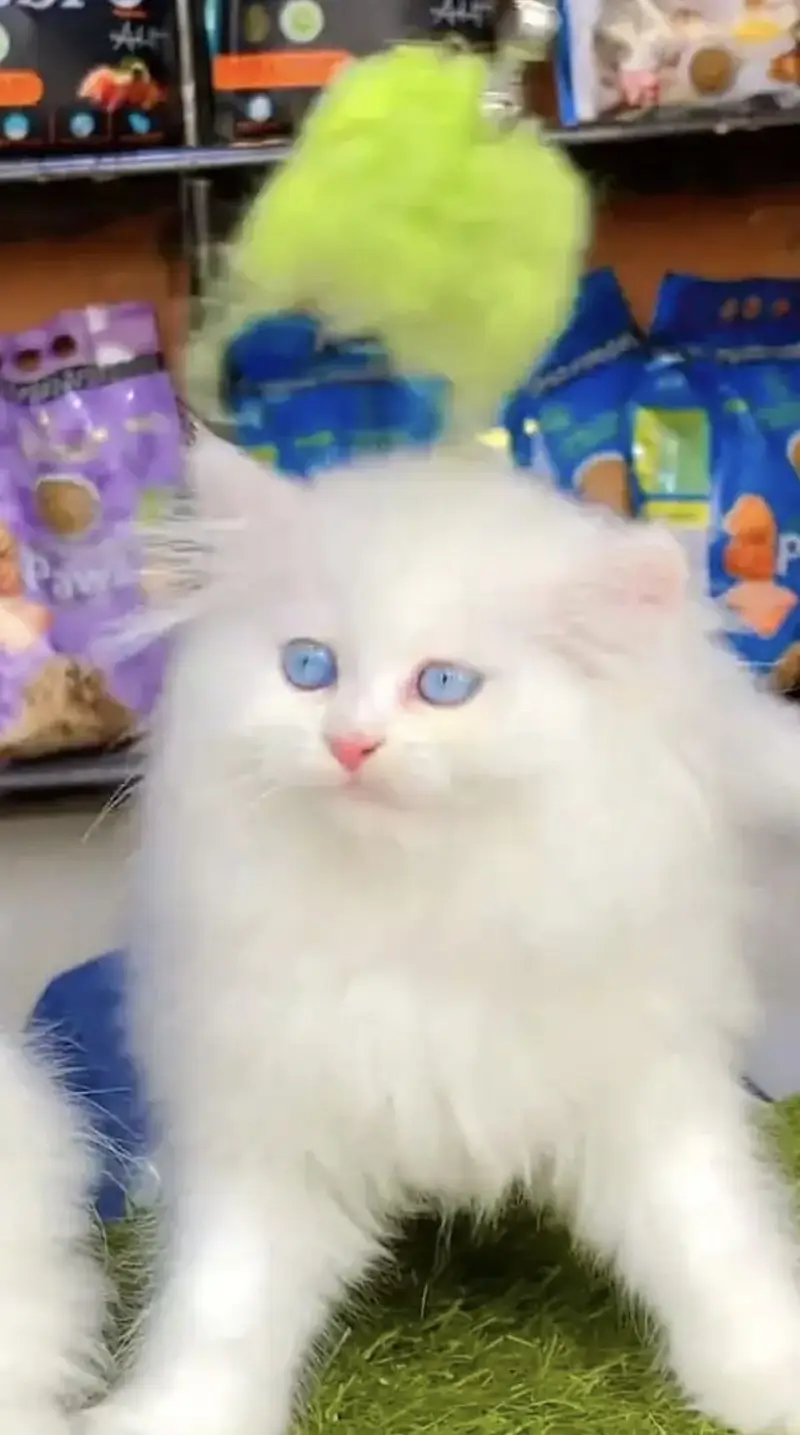 Persian kittens whatp 0370 ///4602310 — photo 2