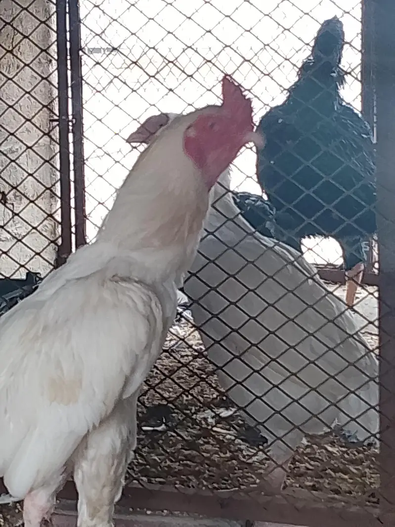 heera aseel pair — photo 2