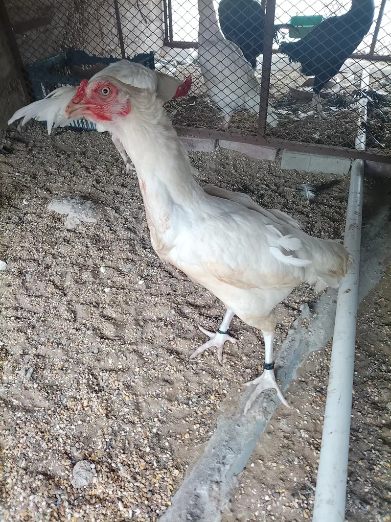 heera aseel pair — photo 3