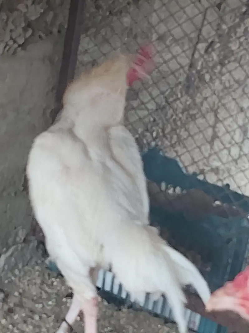 heera aseel pair — photo 4