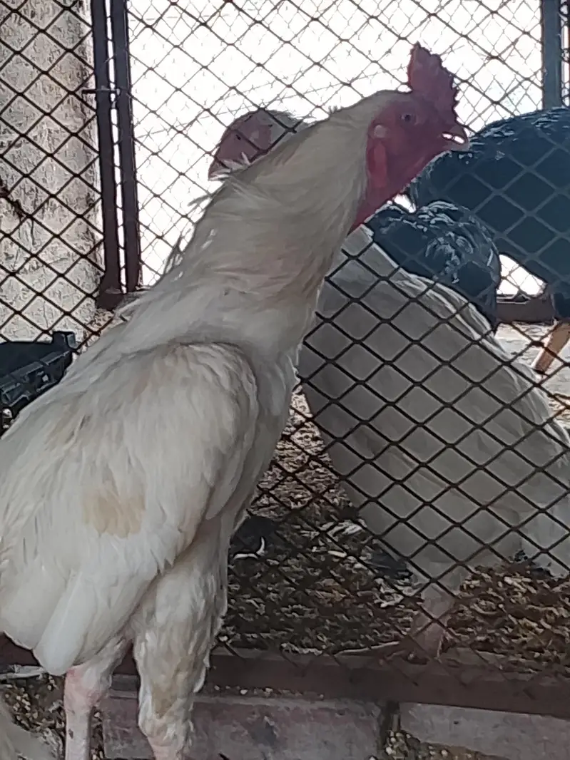 heera aseel pair — photo 6