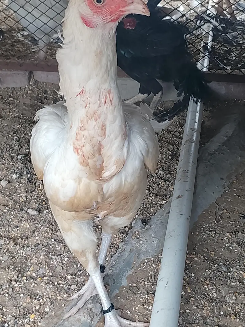 heera aseel pair — photo 7