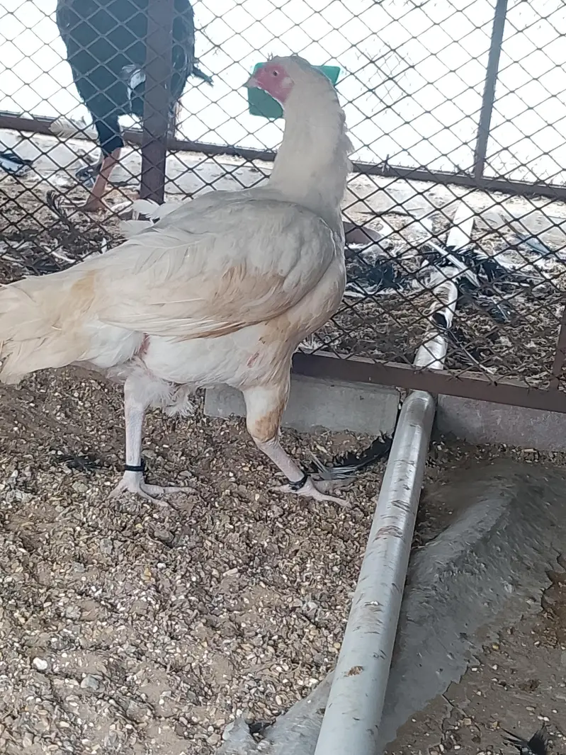 heera aseel pair — photo 8