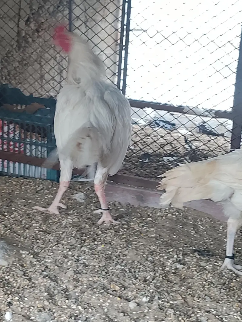 heera aseel pair — photo 9