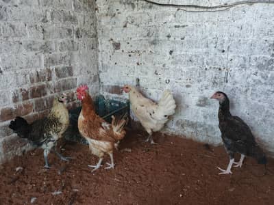Golden Misri / Pure Desi Hens