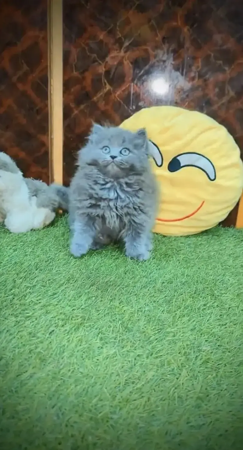 Persian kittens whatp 0370 ///4602310 — photo 2