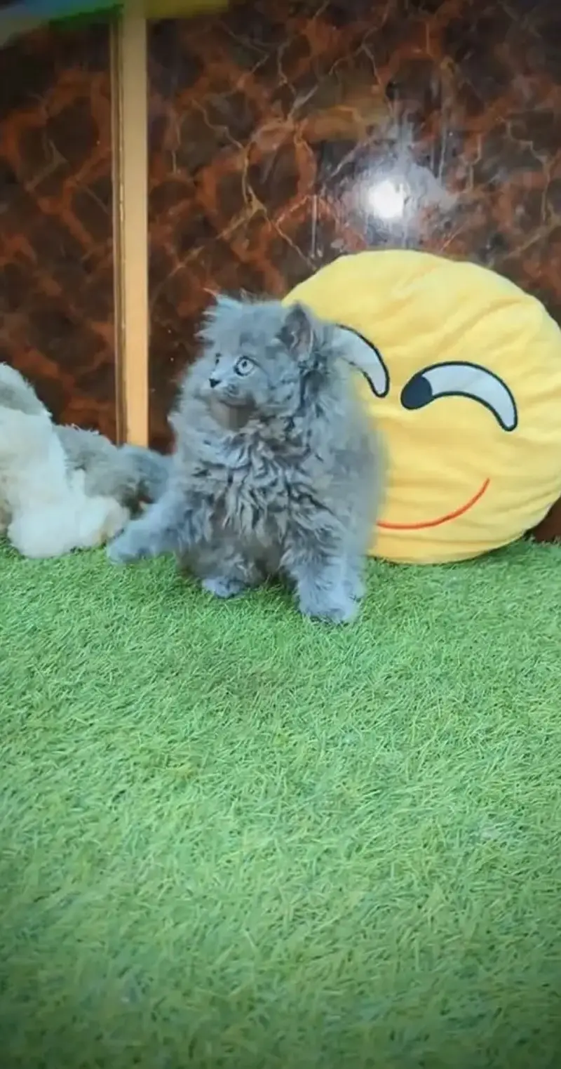 Persian kittens whatp 0370 ///4602310 — photo 3