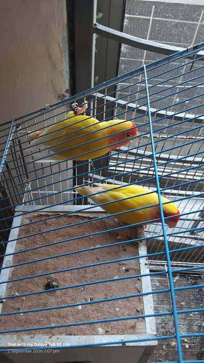 love birds comman latino
