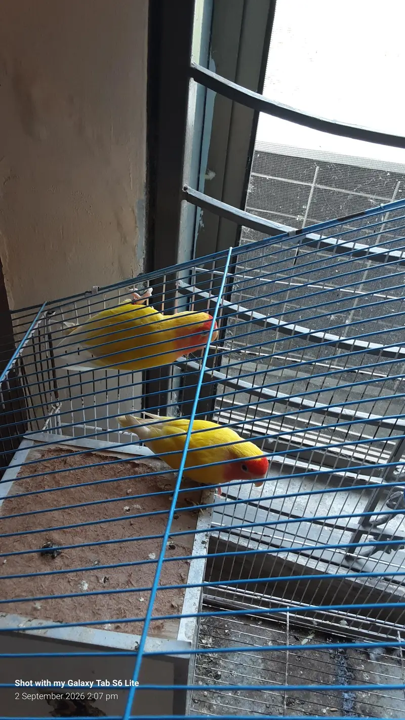 love birds comman latino — photo 2