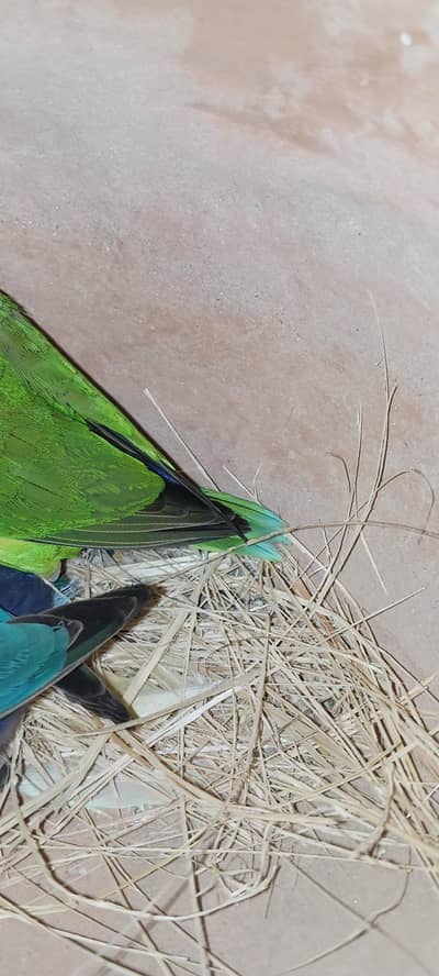 love birds