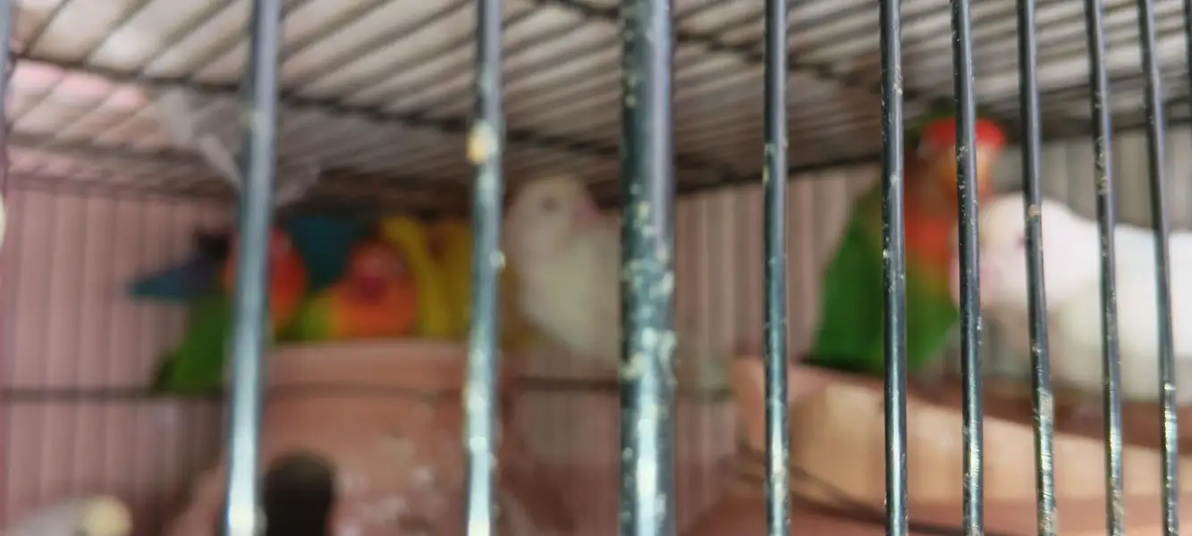 love birds — photo 2