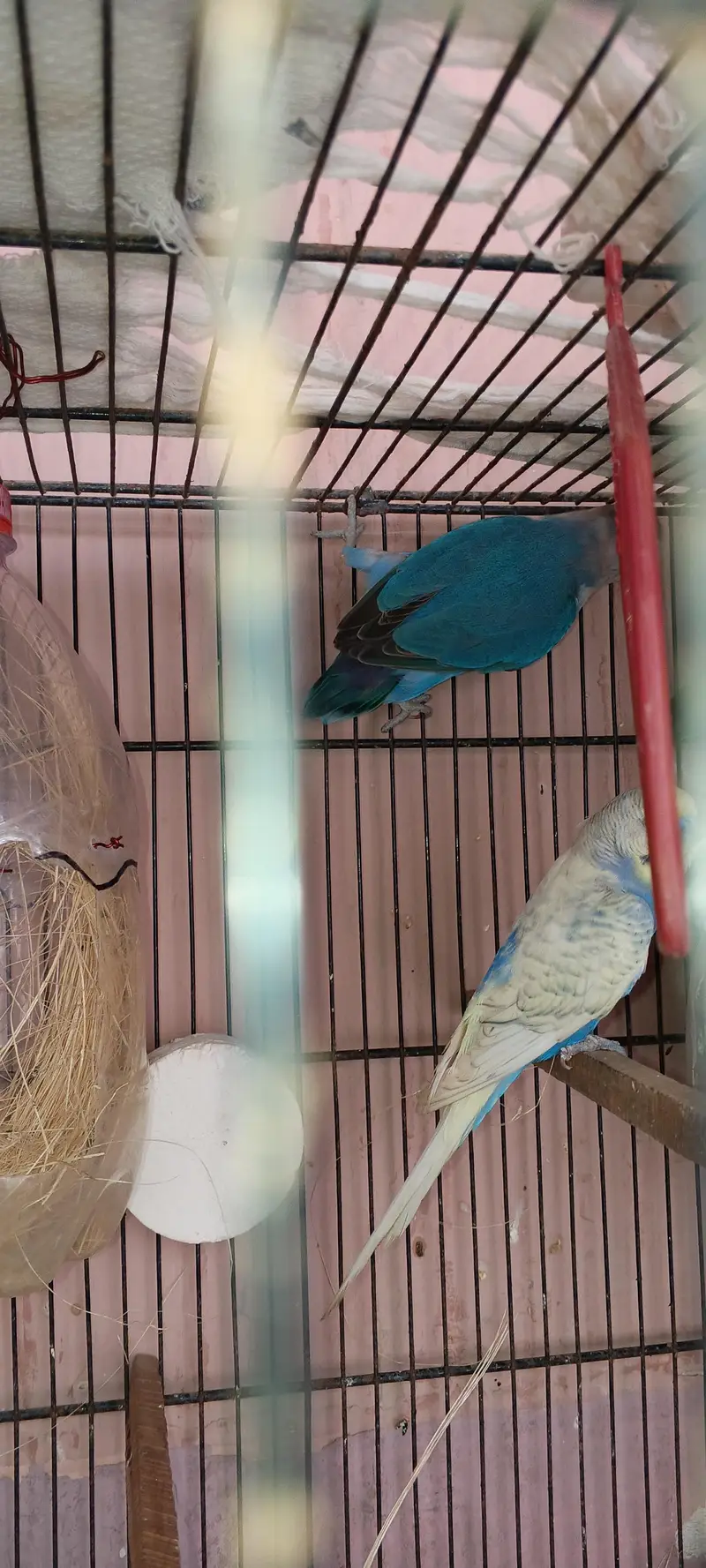 love birds — photo 3