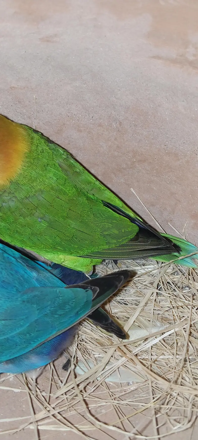 love birds — photo 4