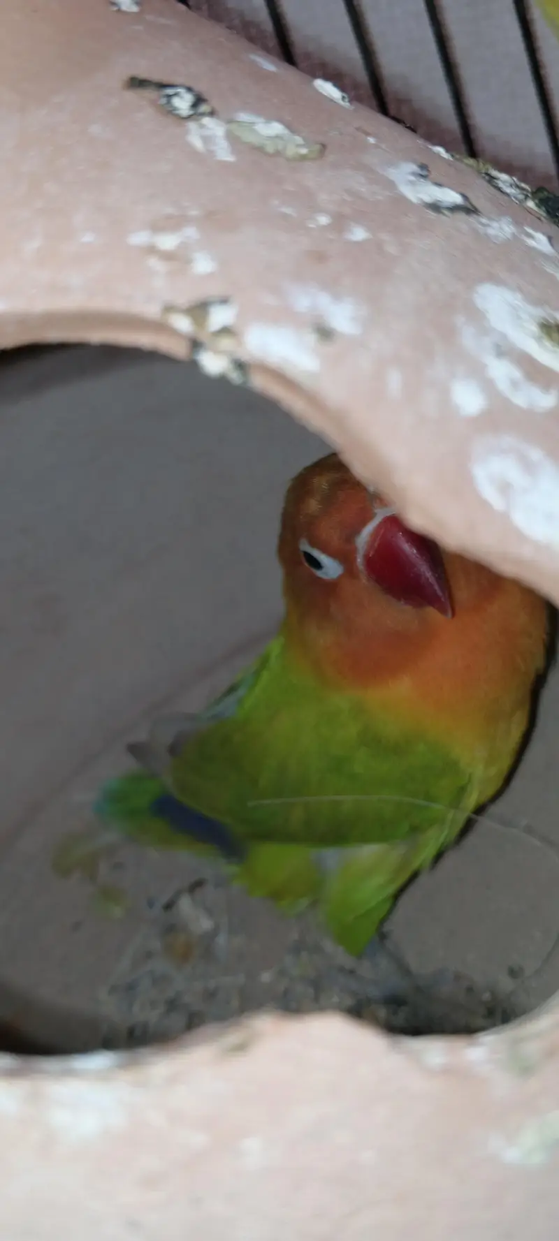 love birds — photo 5
