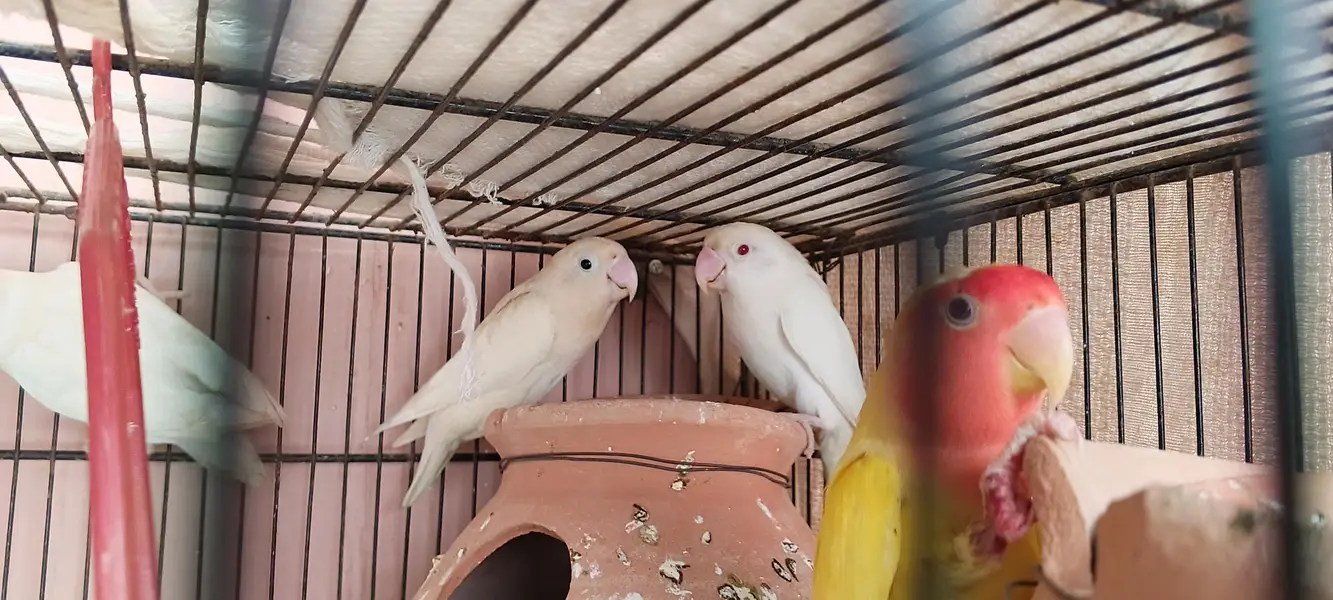 love birds — photo 6