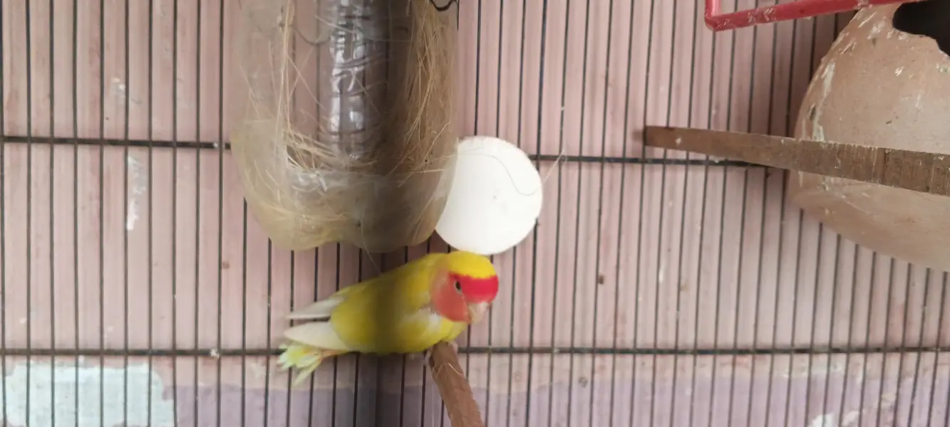 love birds — photo 7