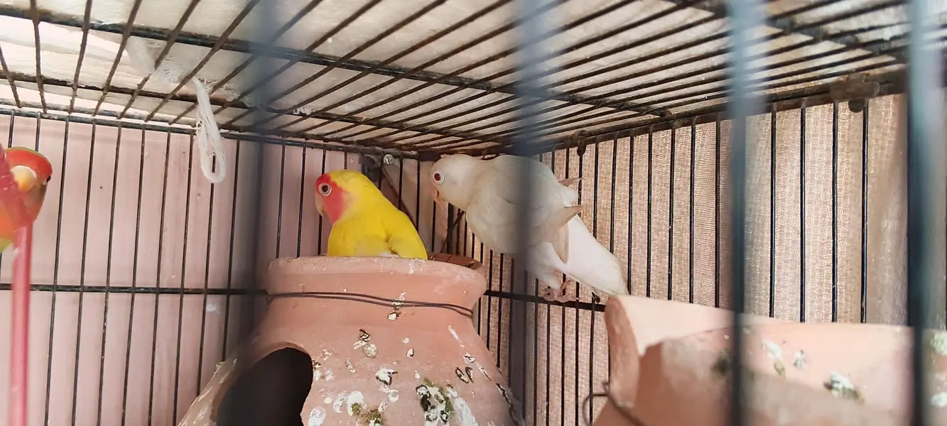 love birds — photo 8