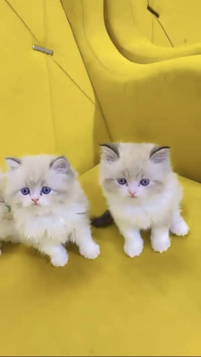 Persian kittens whatp 0370 ///4602310