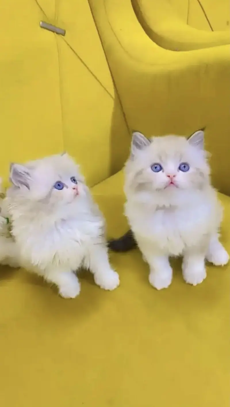 Persian kittens whatp 0370 ///4602310 — photo 2