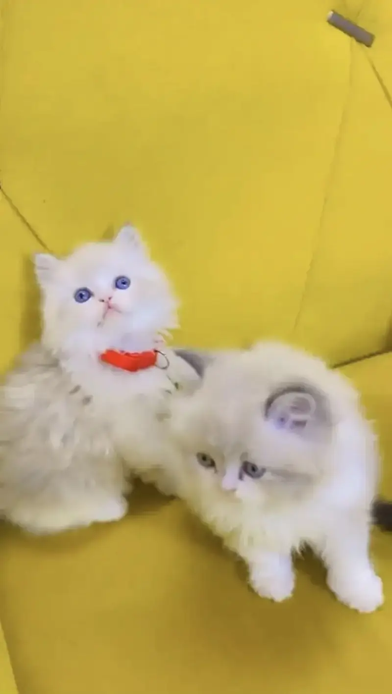 Persian kittens whatp 0370 ///4602310 — photo 3
