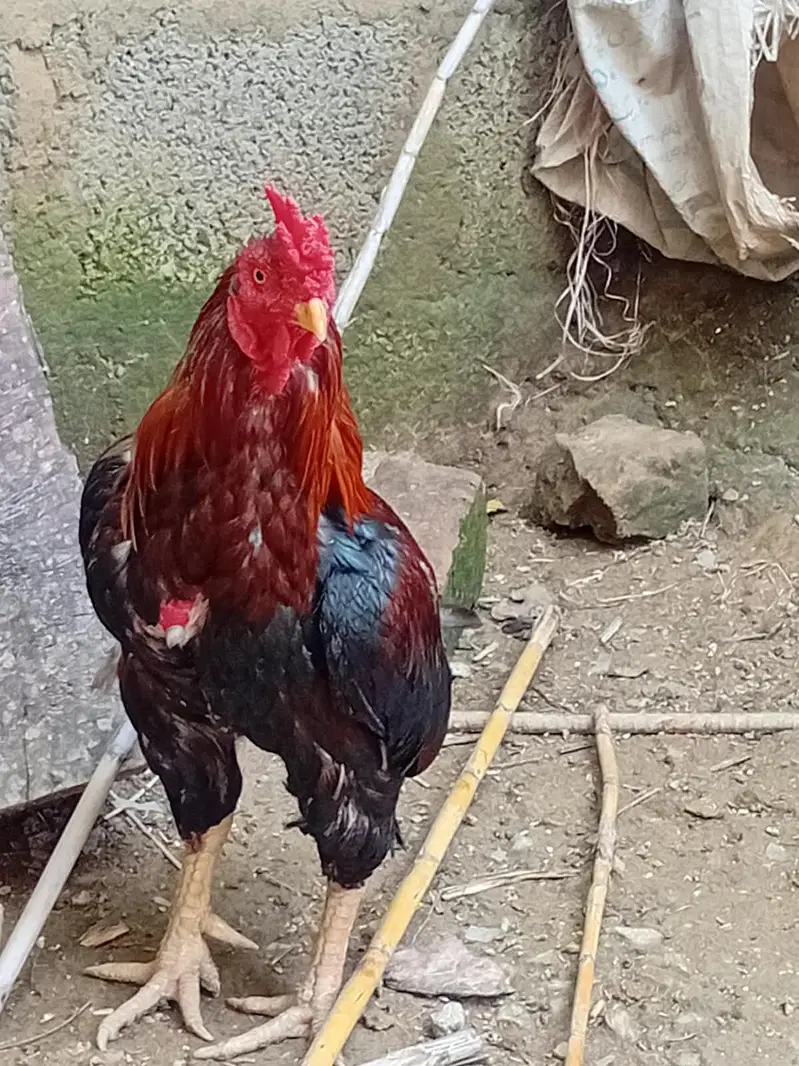 High quality aseel for sell — photo 2