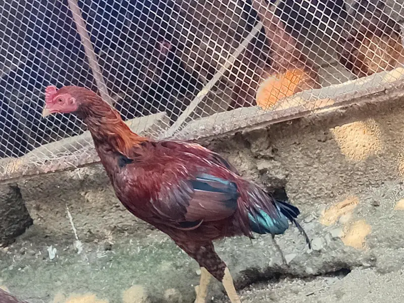 High quality aseel for sell — photo 3