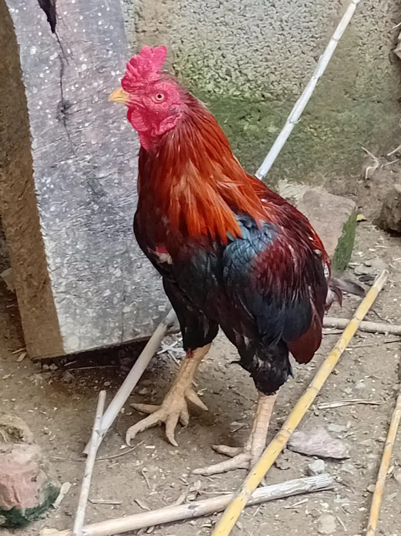 High quality aseel for sell — photo 5