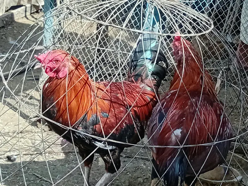 High quality aseel for sell — photo 6